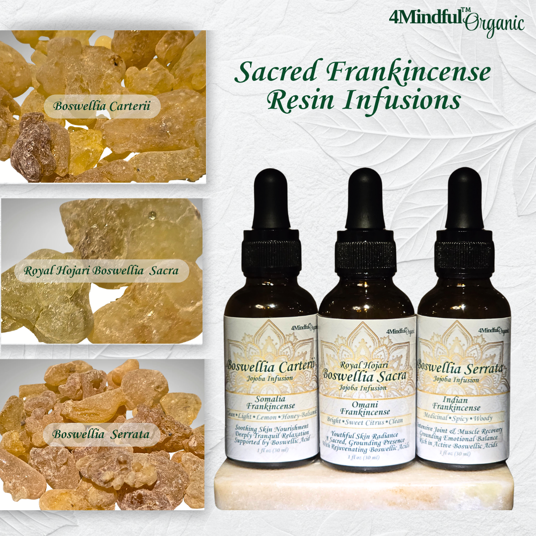 Three bottles of 3 different Sacred Frankincense Resin Infusions with resin samples on a white background.